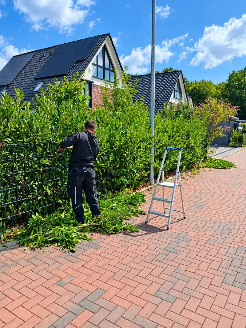 Hecke schneiden Hamburg – vorher
